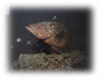 foto della fauna di Pianosa, Arcipelago Toscano