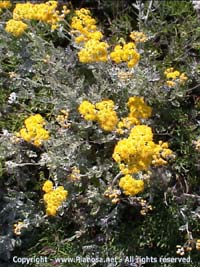 flora di Pianosa. Isola di Pianosa, parco nazionale dell'arcipelago toscano